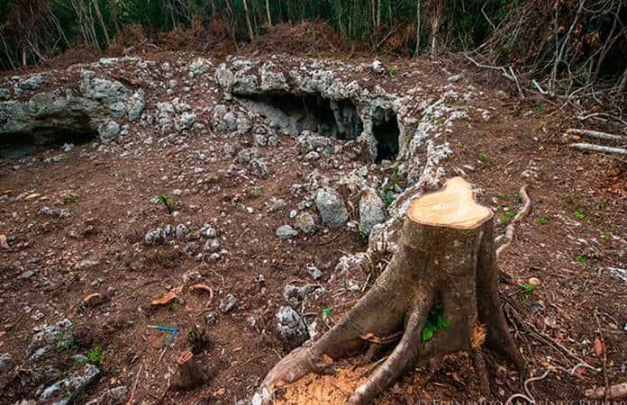 Pierde Yucatán 285 mil hectáreas de su selva